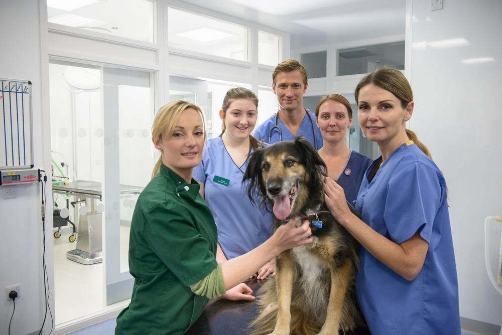 Veterinær og dyreklinikk
